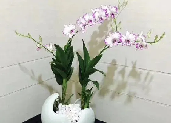 植物常识问题|石斛兰花败后如何养护新芽长得壮