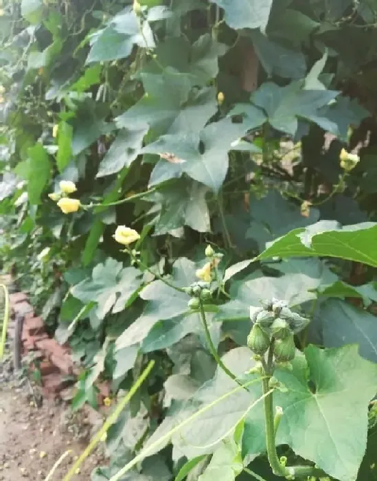 植物常识问题|丝瓜的老叶黄叶都能剪掉吗（丝瓜怎么修剪老枝叶）