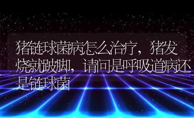 猪链球菌病怎么治疗,猪发烧就跛脚,请问是呼吸道病还是链球菌 | 养殖常见问题