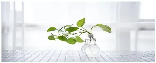 绿萝适合放在卧室吗 | 三农问答