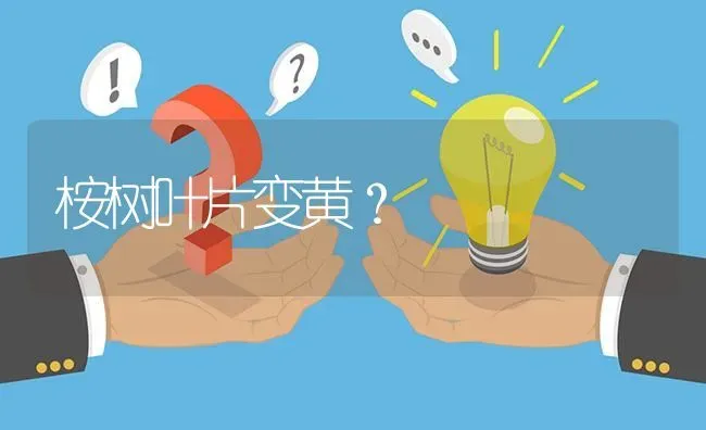 桉树叶片变黄? | 养殖问题解答