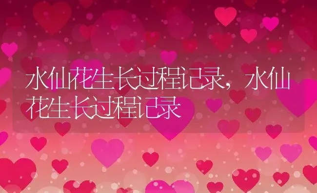 水仙花生长过程记录,水仙花生长过程记录 | 养殖常见问题