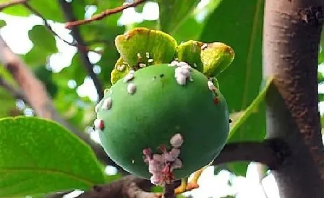 植物常识问题|柿子树上的白点怎么治（柿子上面白斑点用什么药防治）