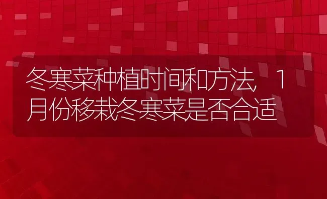 冬寒菜种植时间和方法,1月份移栽冬寒菜是否合适 | 养殖常见问题