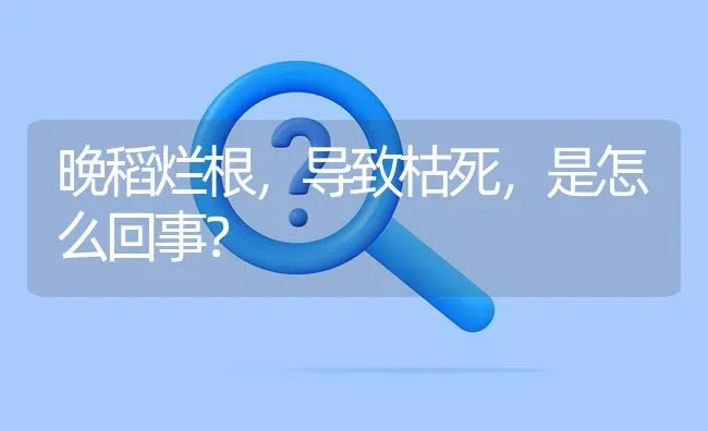 晚稻烂根,导致枯死,是怎么回事? | 养殖问题解答