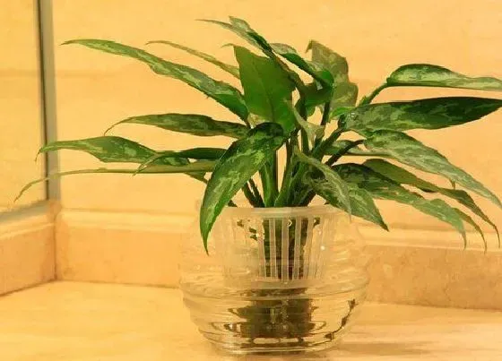 植物常识问题|银皇后和万年青的区别