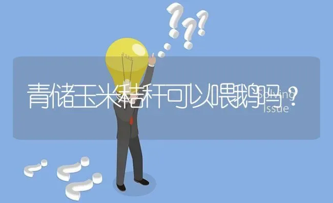 青储玉米秸秆可以喂鹅吗? | 养殖问题解答