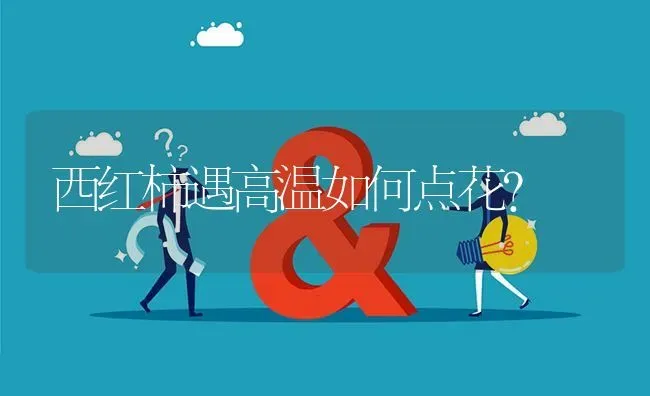 西红柿遇高温如何点花? | 养殖问题解答