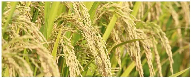 如何利用灯光诱控技术防治水稻害虫 | 三农答疑