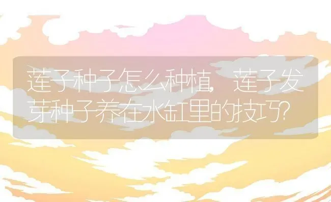 莲子种子怎么种植,莲子发芽种子养在水缸里的技巧？ | 养殖常见问题
