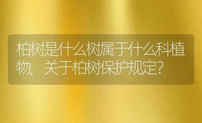 柏树是什么树属于什么科植物,关于柏树保护规定？ | 养殖常见问题