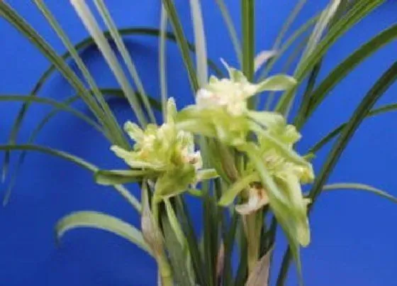 植物常识问题|兰花脱盆后如何进行施肥