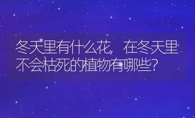 冬天里有什么花,在冬天里不会枯死的植物有哪些？ | 养殖常见问题