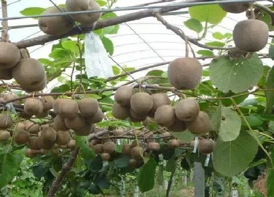 植物常识问题|猕猴桃栽培技术与管理方法 软枣猕猴桃小苗种植要点