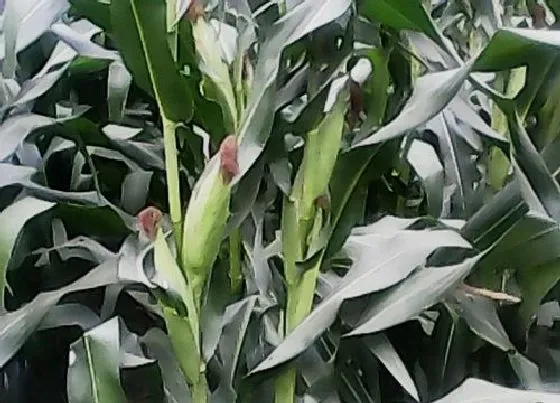 植物常识问题|早上有露水能打玉米除草剂和叶面肥吗（打叶面肥最佳时机）