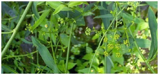 柴胡特点 | 农业答疑