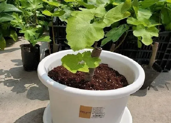 植物常识问题|家里怎样正确的养护盆栽无花果