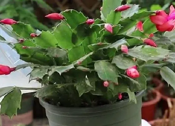 植物常识问题|蟹爪兰叶面施肥的效果