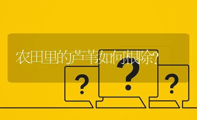 农田里的芦苇如何根除? | 养殖问题解答