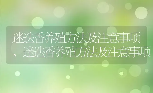 迷迭香养殖方法及注意事项,迷迭香养殖方法及注意事项 | 养殖常见问题