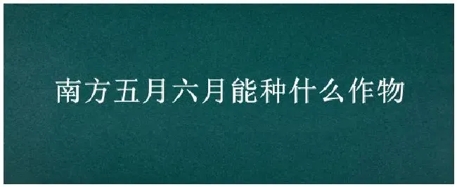 南方五月六月能种什么作物 | 农业问题