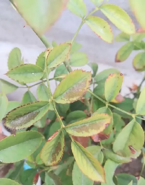 植物常识问题|月季叶子发黄一碰就掉要施什么肥（叶子上有黄点怎么救）