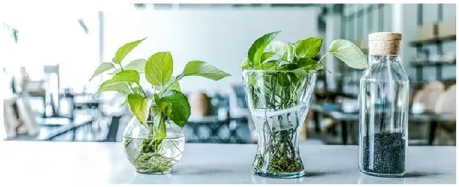 绿植怎么过冬 | 三农问答