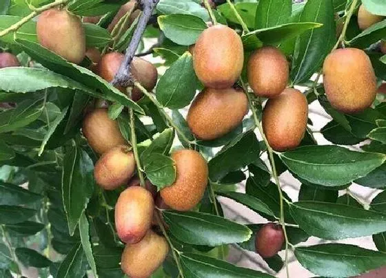 植物常识问题|枣树什么时候移栽最好