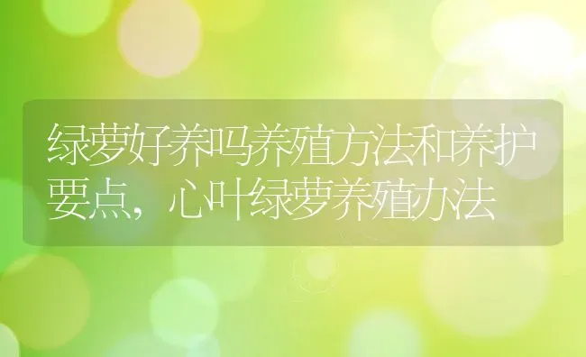 绿萝好养吗养殖方法和养护要点,心叶绿萝养殖办法 | 养殖常见问题