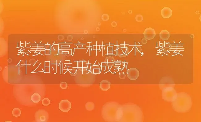 紫姜的高产种植技术,紫姜什么时候开始成熟 | 养殖常见问题