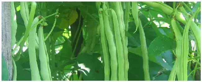 植物调节剂亦霉素和尿素合用 | 科普知识