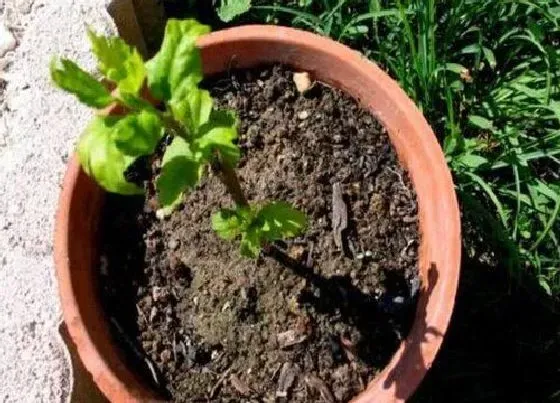 植物常识问题|迎春花什么时候换盆最好（迎春花最佳移栽换花盆时间）