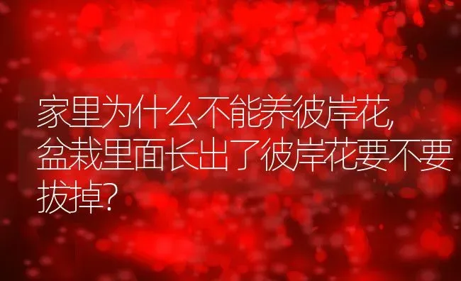 家里为什么不能养彼岸花,盆栽里面长出了彼岸花要不要拔掉？ | 养殖常见问题
