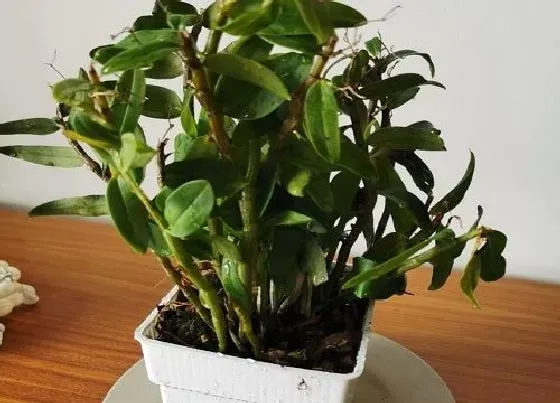 植物常识问题|新鲜石斛的功效与作用及食用方法