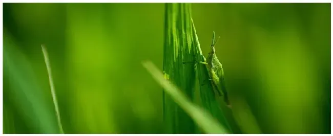 蚂蚱冬天怎么过冬 | 科普知识