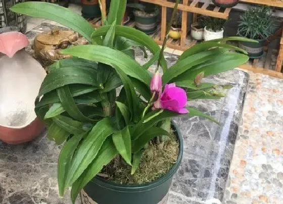 植物常识问题|石斛兰新芽嫩叶长得多应该怎么养护
