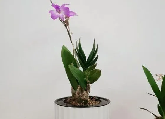 植物常识问题|石斛兰新芽嫩叶长得多应该怎么养护