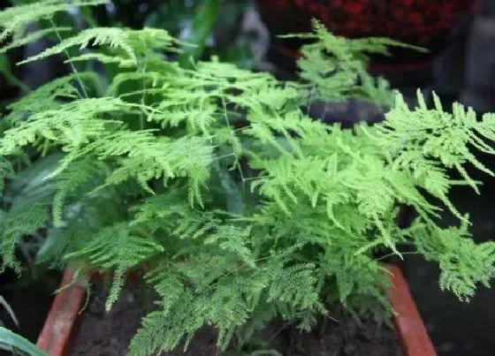 植物常识问题|文竹如何养护状态好