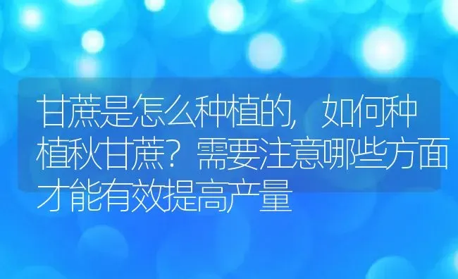 甘蔗是怎么种植的,如何种植秋甘蔗？需要注意哪些方面才能有效提高产量 | 养殖常见问题