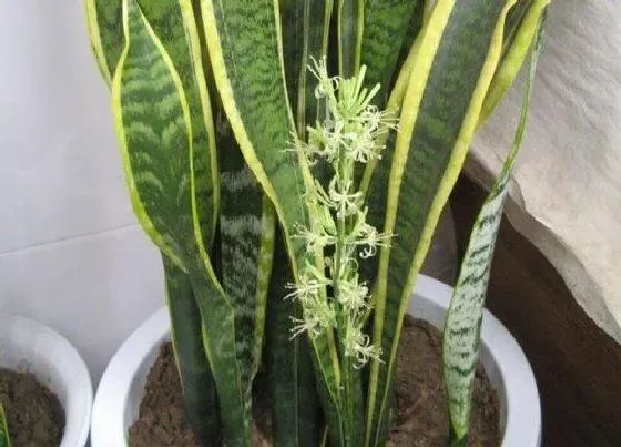 植物常识问题|风水十大吉祥花图片 风水里最吉祥最旺财的花