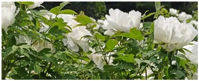 黄花菜怎么种植 | 农业常识