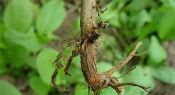 植物常识问题|豆角幼苗叶子发黄是什么原因（刚出苗豆角叶黄怎么办）