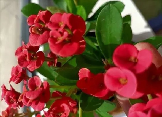 植物常识问题|虎刺梅养护注意几个方面能避免死苗