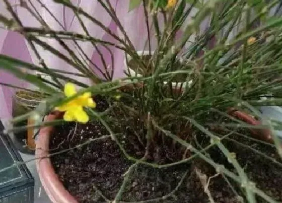 植物常识问题|迎春花什么时候换盆最好（迎春花最佳移栽换花盆时间）