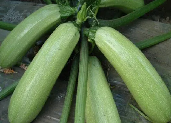 植物常识问题|角瓜和西葫芦的区别