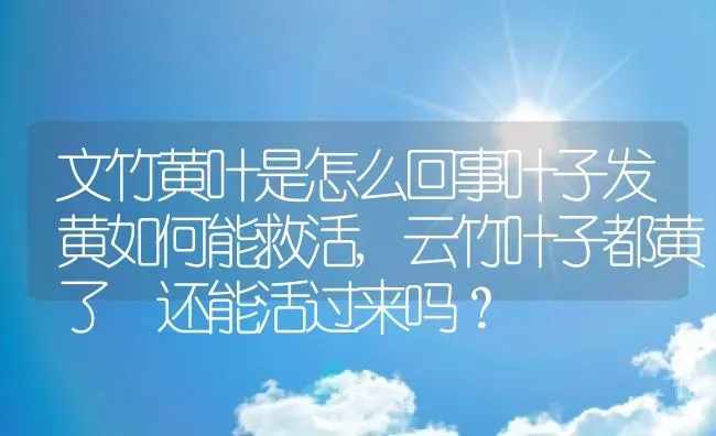 文竹黄叶是怎么回事叶子发黄如何能救活,云竹叶子都黄了 还能活过来吗？ | 养殖常见问题