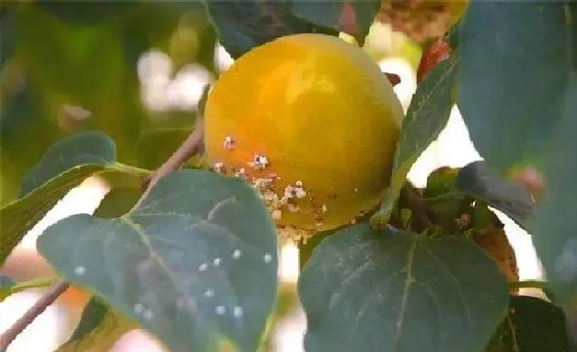 植物常识问题|柿子树上的白点怎么治（柿子上面白斑点用什么药防治）