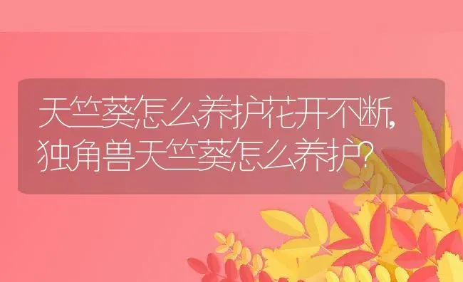 天竺葵怎么养护花开不断,独角兽天竺葵怎么养护？ | 养殖常见问题