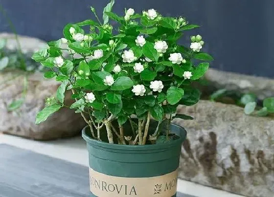 植物常识问题|茉莉花怎么养殖开花多