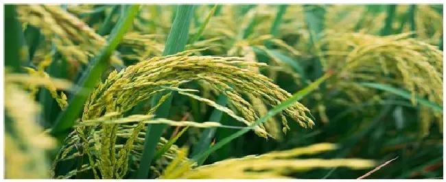 水稻齐穗期最佳打药时间 | 农业问题